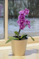 purple orchid in a pot on a window