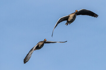 The flying greylag goose, Anser anser is a species of large goose