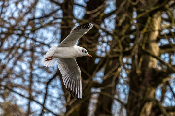 The European Herring Gull, Larus argentatus is a large gull