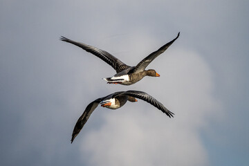 The flying greylag goose, Anser anser is a species of large goose