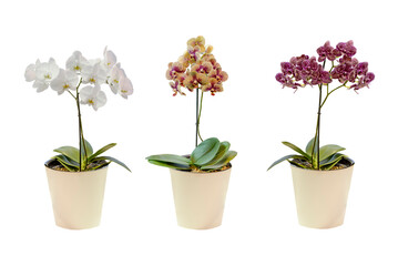 set of orchid flowers in pots isolated on white