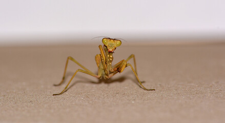 praying mantis on the sand