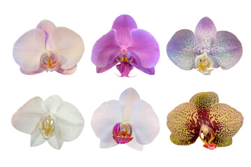 Set of orchid flowers isolated on white on white