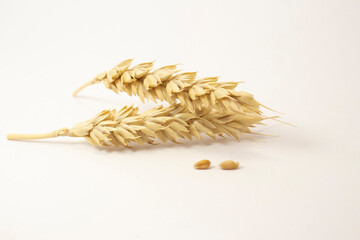 golden ripe wheat on white isolated background