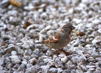 sparrow on the stones
