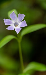 Close-up of tiny bluish Shamrock flower (Oxalis violacea) on unfocused green background.
