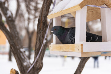 A gray dove with a rainbow neck is in a white feeder in the park