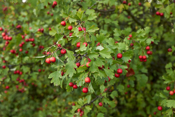 Crataegus monogyna 