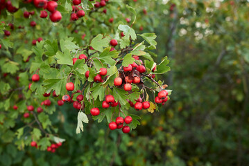 Crataegus monogyna 