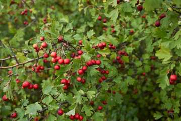 Crataegus monogyna 