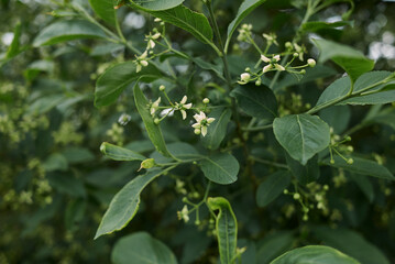 Euonymus europaeus