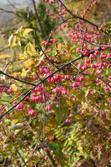 Euonymus europaeus