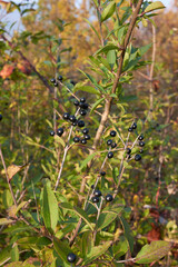 Ligustrum vulgare 