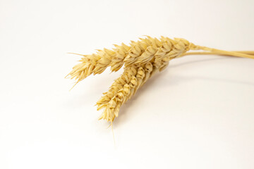 ripe ears of wheat on a white isolated background. isolated golden wheat