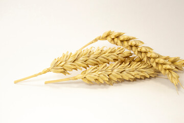 ripe ears of wheat on a white isolated background. isolated golden wheat