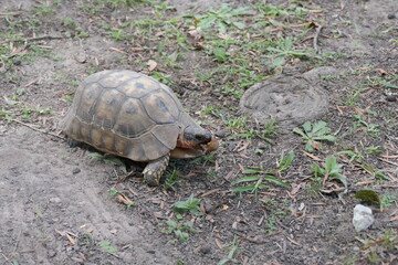 Afrikanische Schnabelbrustschildkröte, Chersina angulata; lebt in Südafrika und Namibia. Foto in George, Südafrika. 
