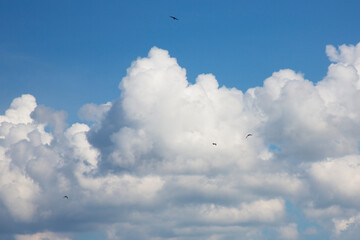 Birds fly in the blue sky . Bright blue Sky with white fluffy clouds