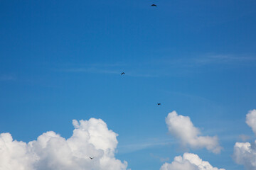 Birds fly in the blue sky . Bright blue Sky with white fluffy clouds
