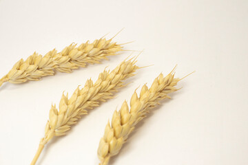 ripe ears of wheat on a white isolated background. isolated golden wheat