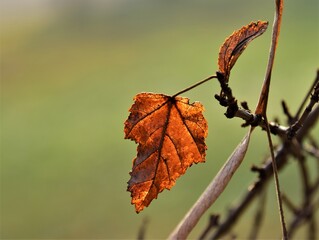red autumn leaves
