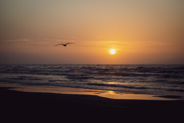 Fototapeta na wymiar Beach Sunrise at Padre Island with Seagull