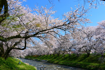 日本の春。舟川べり桜並木。朝日、富山、日本。４月中旬。
