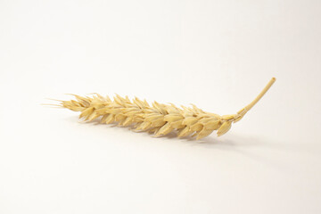 ripe spikelets of wheat on a white isolated background. isolated golden wheat