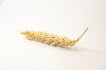 ripe spikelets of wheat on a white isolated background. isolated golden wheat