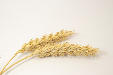 ripe spikelets of wheat on a white isolated background. isolated golden wheat