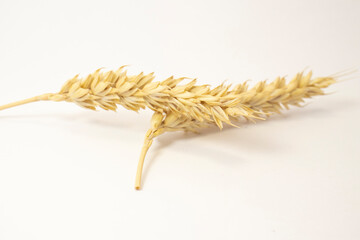 ripe spikelets of wheat on a white isolated background. isolated golden wheat