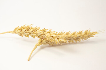 ripe spikelets of wheat on a white isolated background. isolated golden wheat