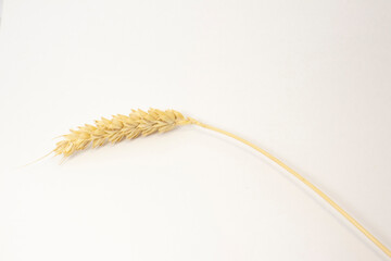ripe spikelets of wheat on a white isolated background. isolated golden wheat