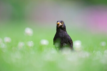 An adult male blackbird foraging in a field with flowers.