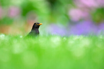 An adult male blackbird foraging in a field with flowers.