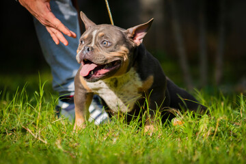 american bully fotografia canina 
#bully #pitbull #dog #lovedog #photodog #americanbully #pitbull #bulldog