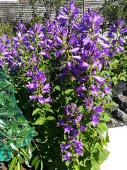 big bush of tall purple blooming campanula on a background of garden flowers. floral wallpaper