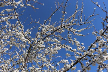 
White flowers bloom on the branches of an apricot tree in early spring in the sun against a blue sky