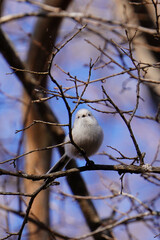 日本の北海道にいるシマエナガ