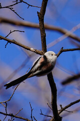 日本の北海道にいるシマエナガ