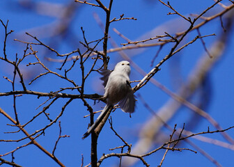日本の北海道にいるシマエナガ