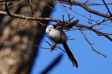 日本の北海道にいるシマエナガ