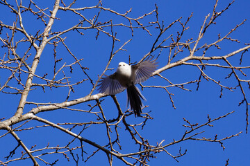 日本の北海道にいるシマエナガ