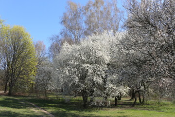 White flowers blossomed on a cherry tree in a spring park A flowering tree adorns the outdoor with its whiteness.