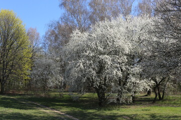 Obraz premium White flowers blossomed on a cherry tree in a spring park A flowering tree adorns the outdoor with its whiteness.