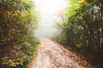 Foggy nature forest landscape. Rural road through autumn forest