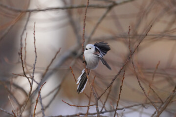 日本の北海道にいるシマエナガ