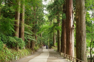 Fototapeta premium Tsukimizaka slope at Chusonji temple, Iwate prefecture, Japan - 中尊寺 月見坂 岩手県 西磐井郡 平泉町 日本