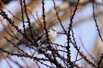 日本の北海道にいるシマエナガ