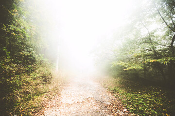 Foggy nature forest landscape. Rural road through autumn forest