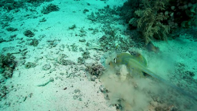 Bluespotted Ribbontail Ray Digging In The Sand At The Sea Bottom With Fishes Swimming - underwater, orbiting shot